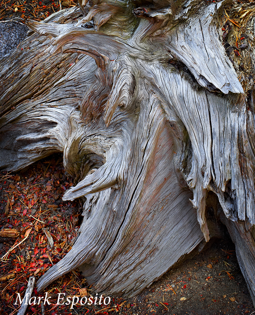 Yosemite Dead Wood
